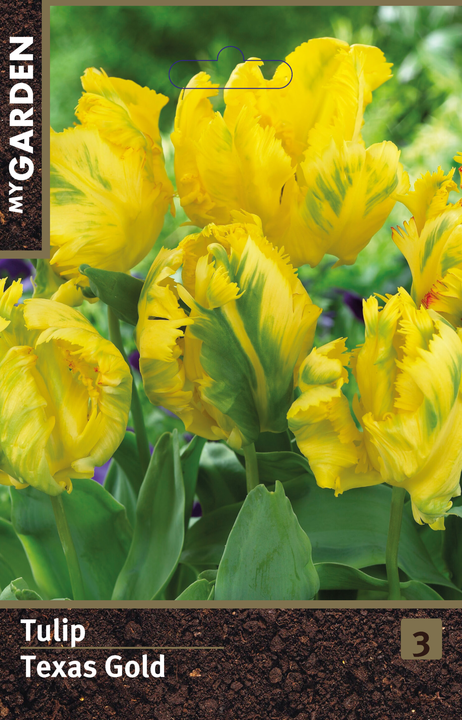 Тюльпан попугайный Тексэс Голд